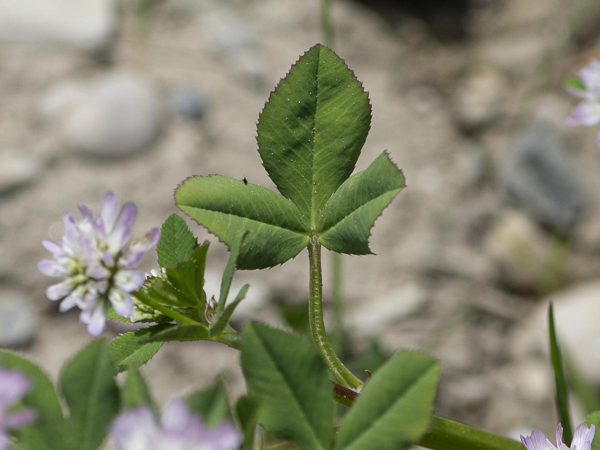 Blatt Oberseite